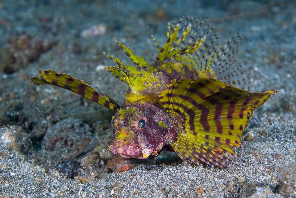 Indonesia, Lembeh Strait Red dwarf lionfish